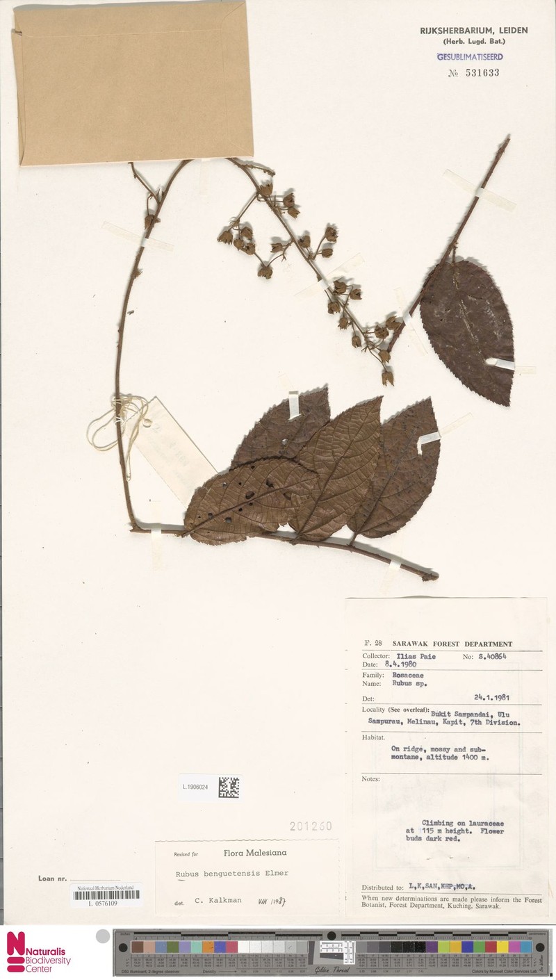 Rubus benguetensis photo 3