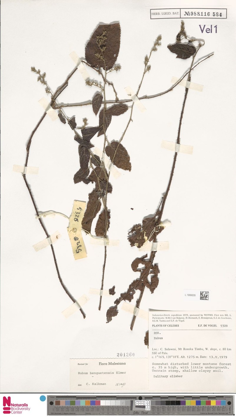 Rubus benguetensis photo 4
