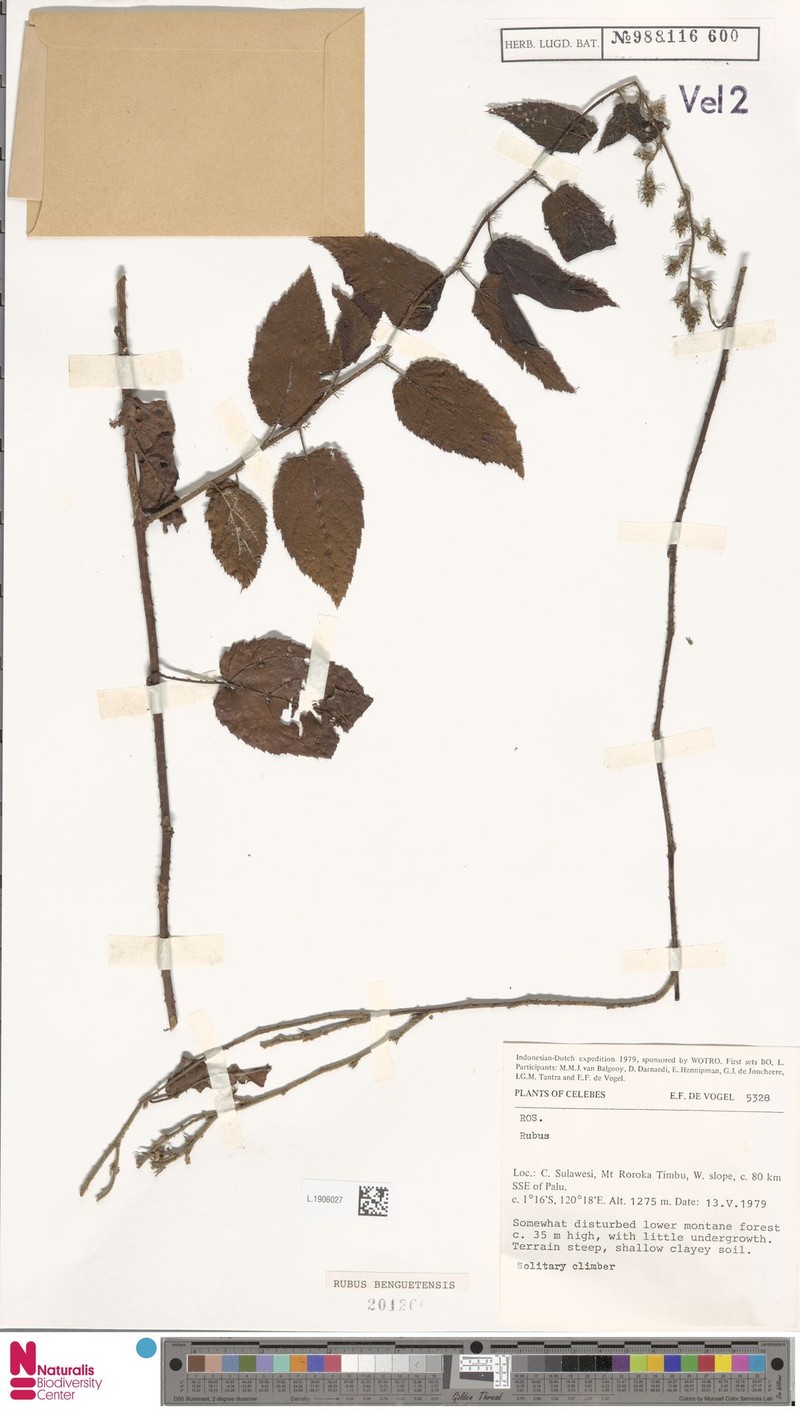 Rubus benguetensis photo 5