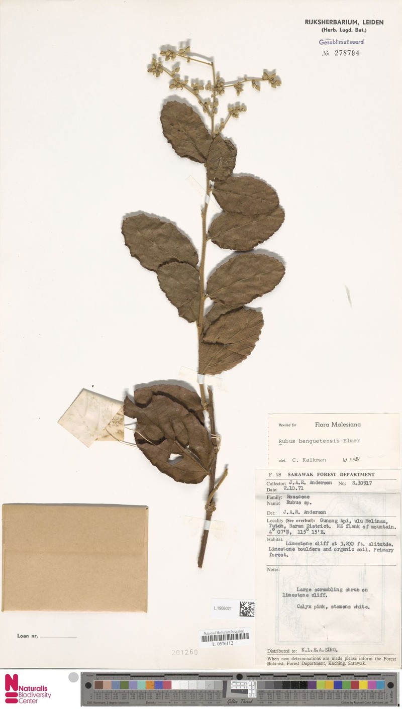 Rubus benguetensis photo 6