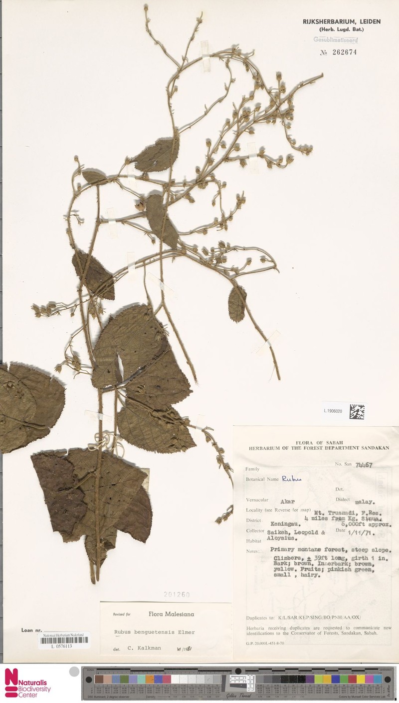 Rubus benguetensis photo 7