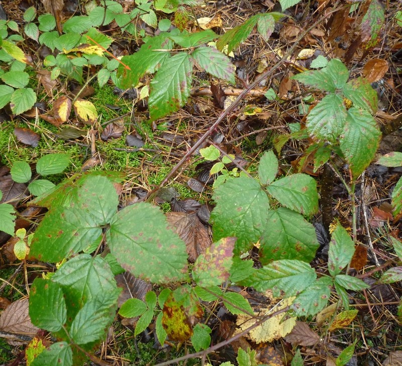 Rubus bertramii photo 2