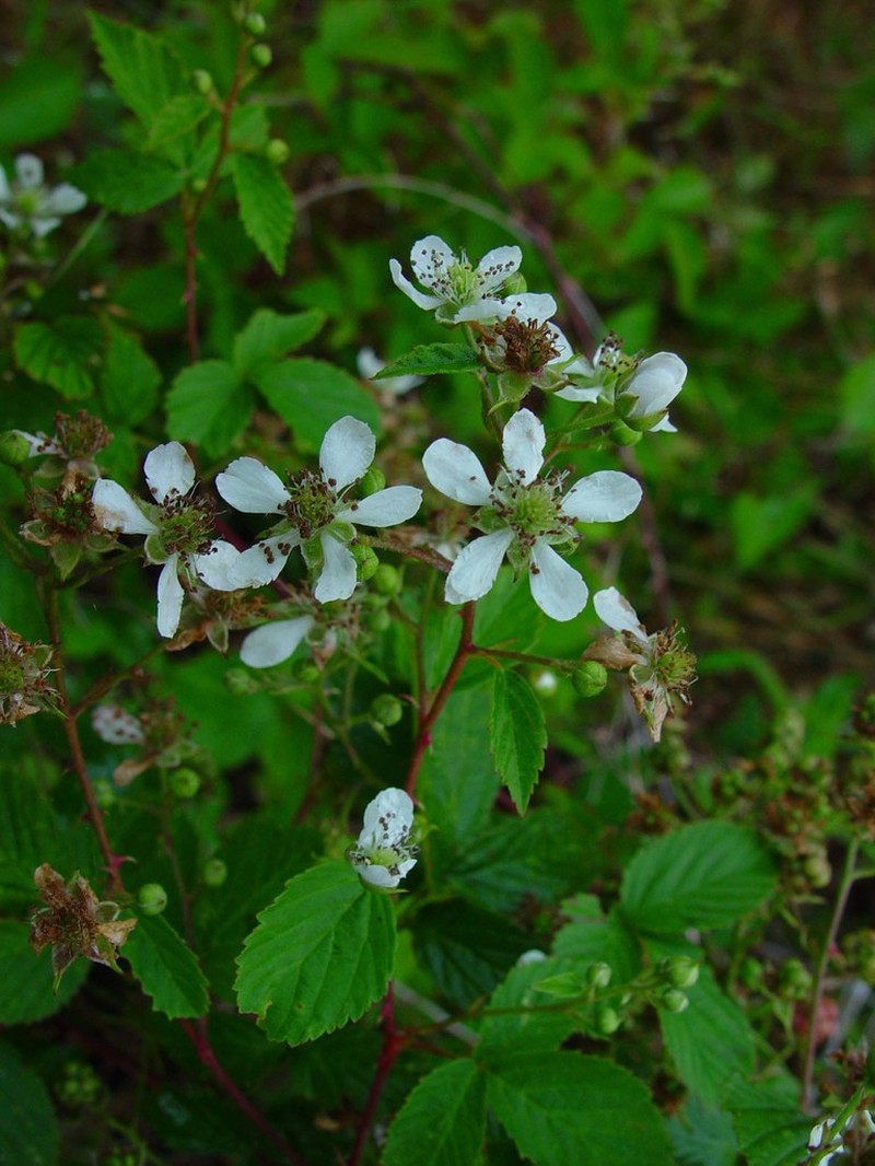 Rubus bertramii photo 3