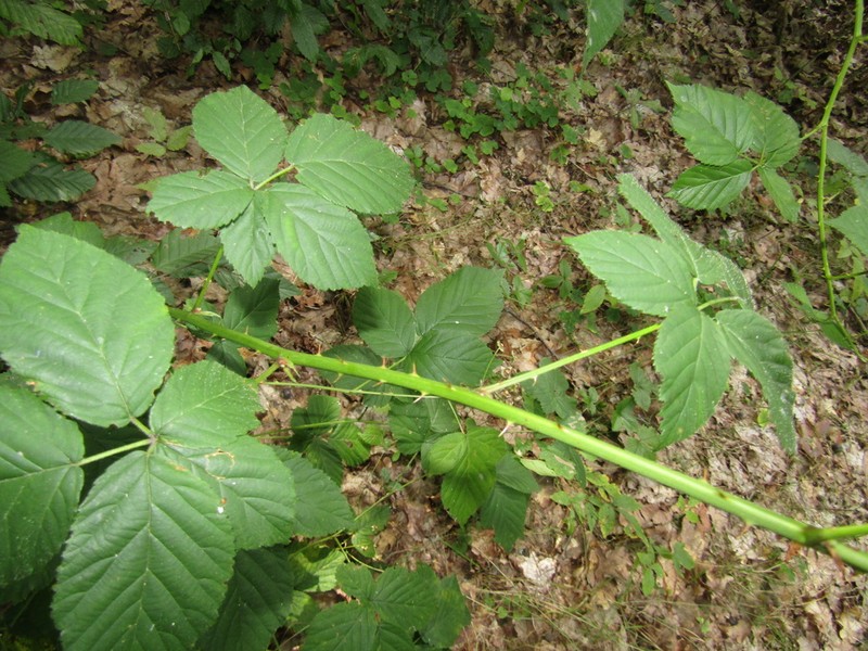 Rubus bertramii photo 4