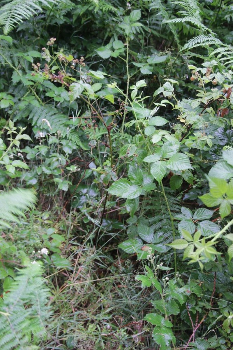 Rubus bertramii photo 5