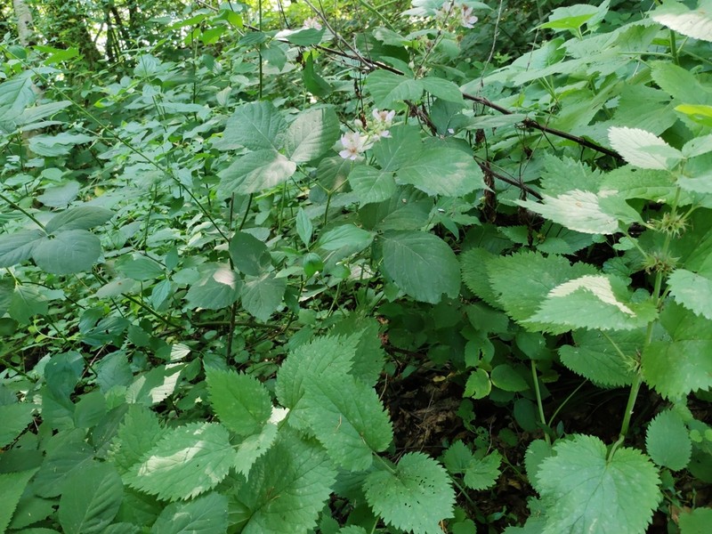 Rubus bertramii photo 6