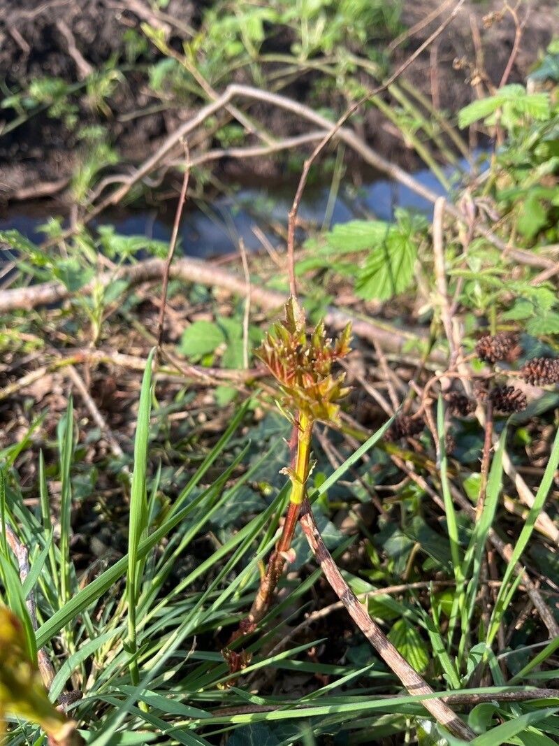 Rubus bertramii photo 7