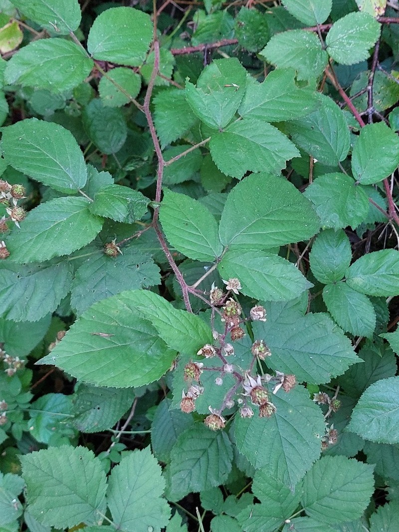 Rubus betckei