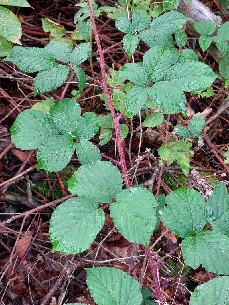 Rubus betckei photo 2
