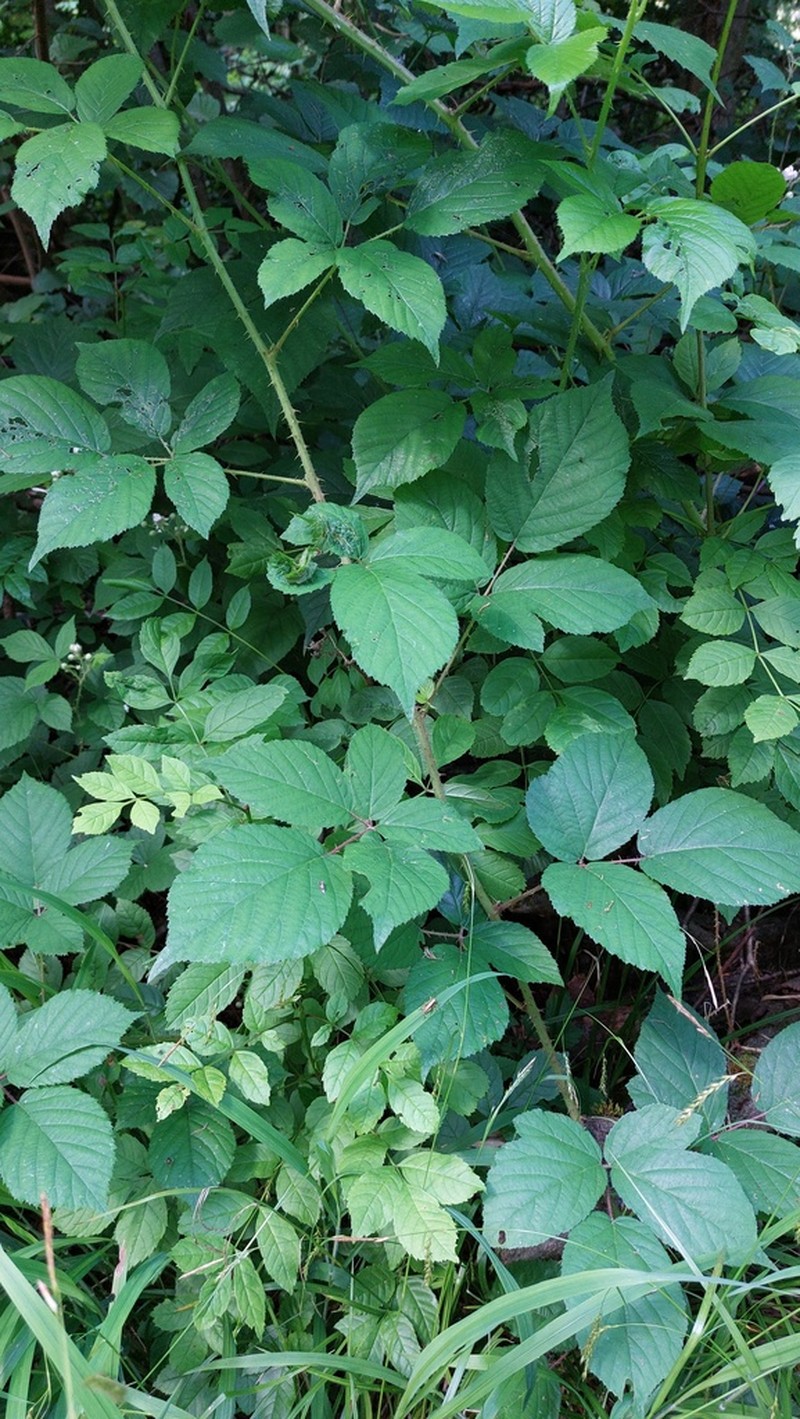 Rubus betckei photo 3