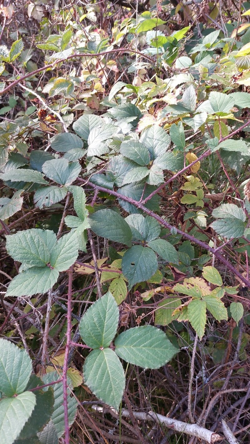 Rubus betckei photo 4
