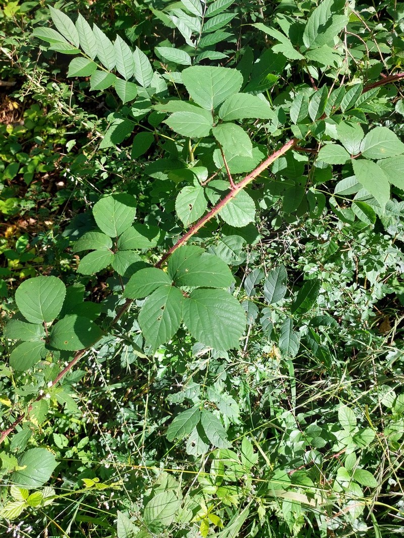 Rubus betckei photo 5