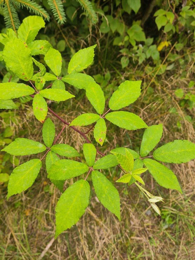 Rubus bicolor