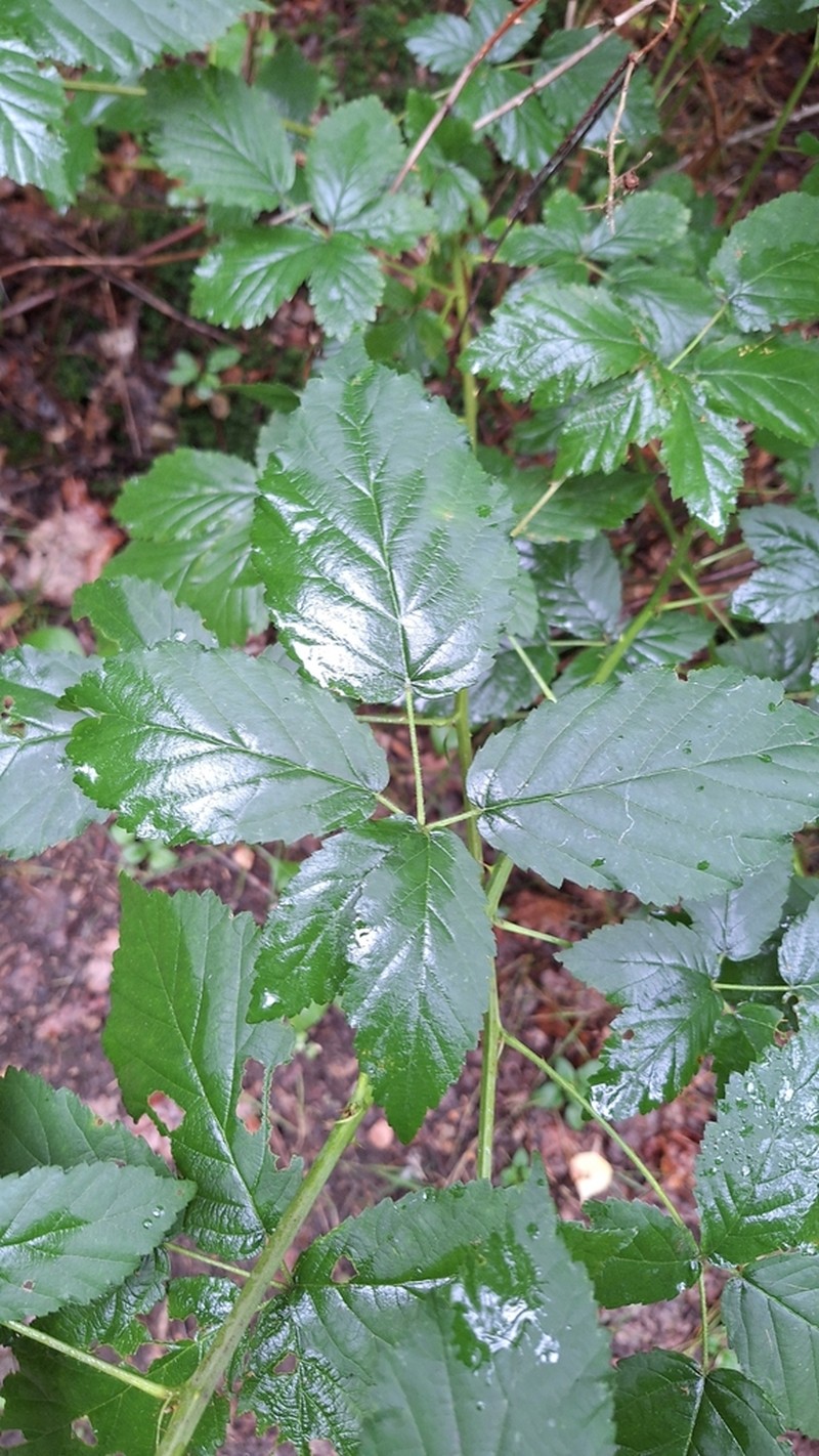 Rubus bicolor photo 2