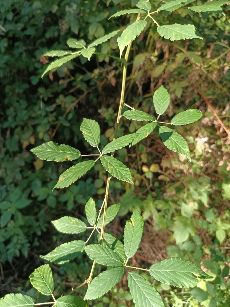 Rubus bicolor photo 3