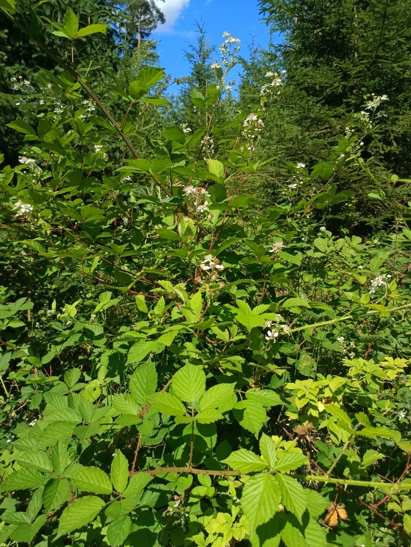 Rubus bicolor photo 4