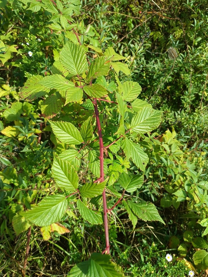 Rubus bicolor photo 5