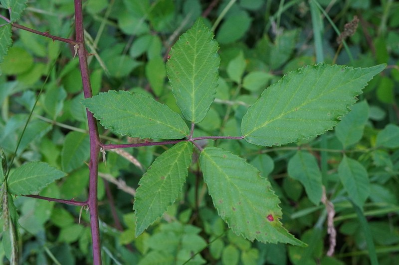 Rubus bicolor photo 6
