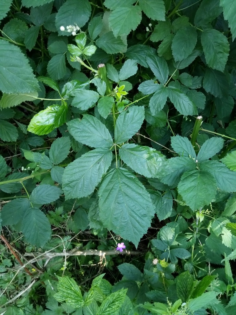 Rubus bicolor photo 7