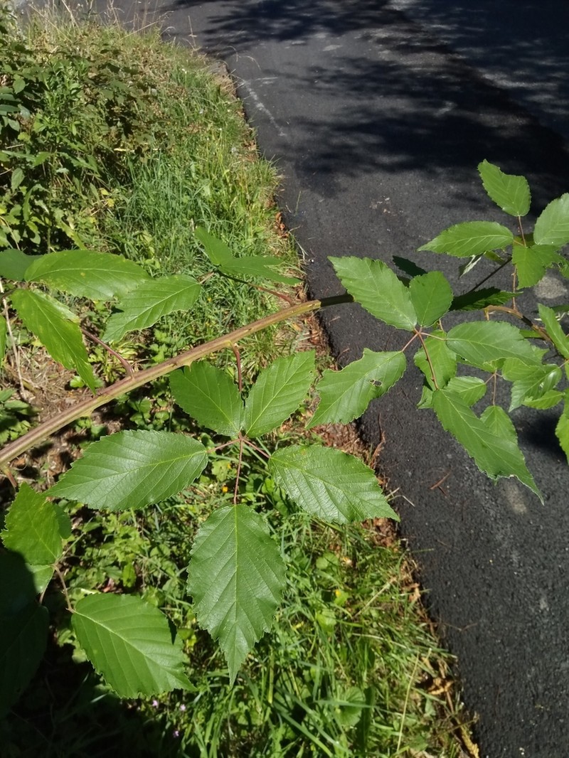 Rubus bicolor photo 8