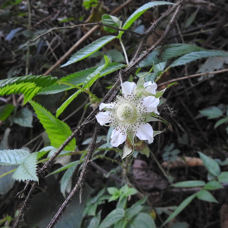 Rubus biflorus photo 2