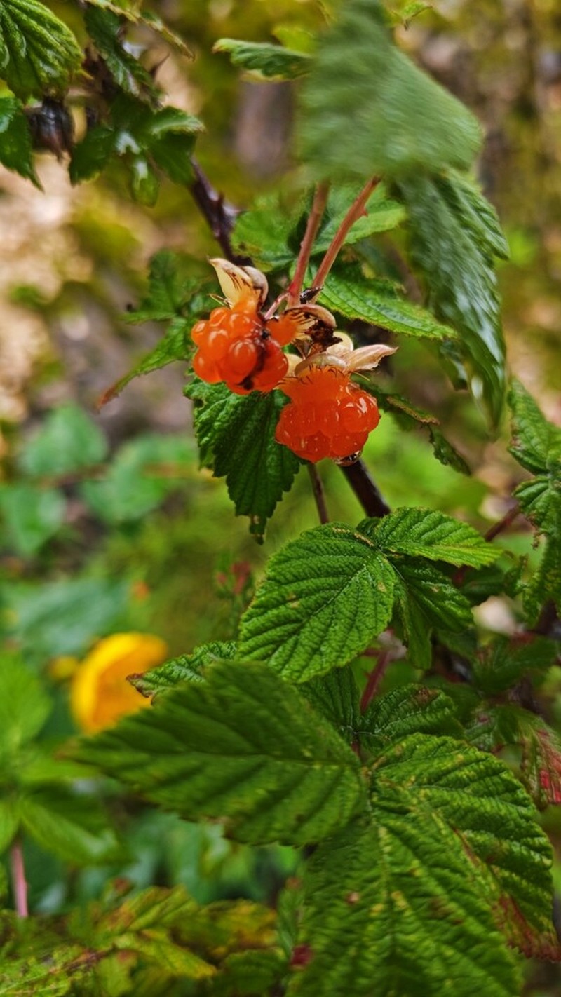 Rubus biflorus photo 3