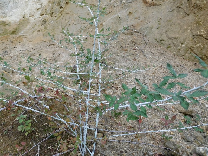 Rubus biflorus photo 4