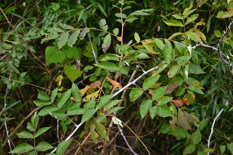 Rubus biflorus photo 5