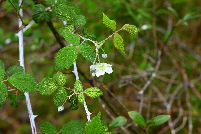 Rubus biflorus photo 6