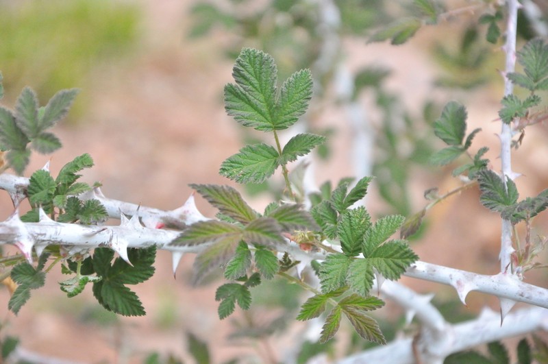 Rubus biflorus photo 7