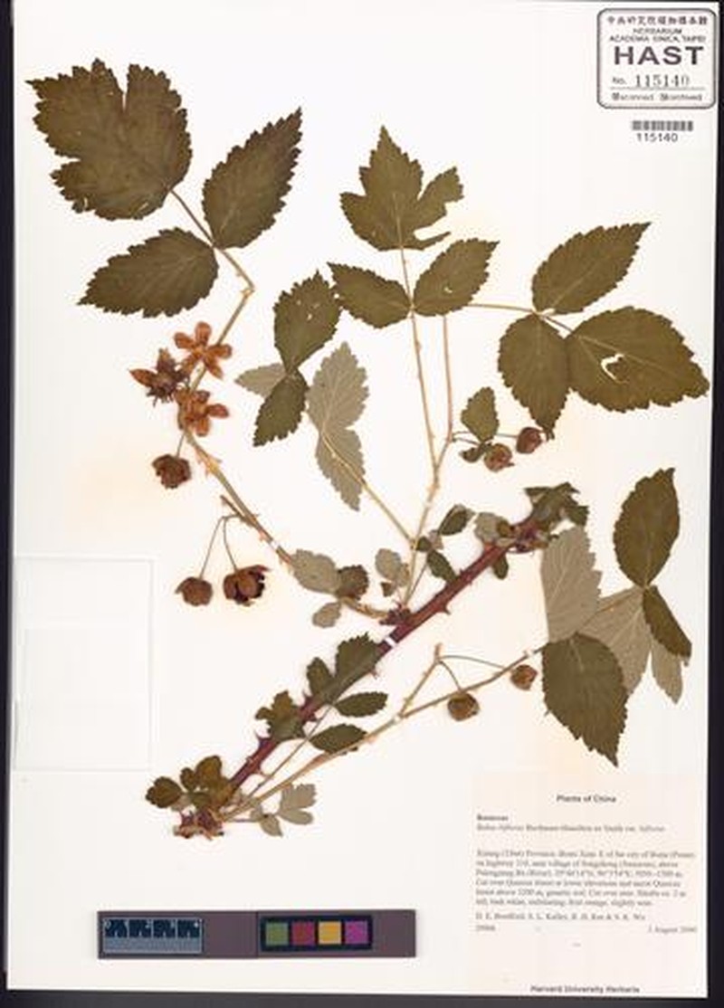 Rubus biflorus var. biflorus