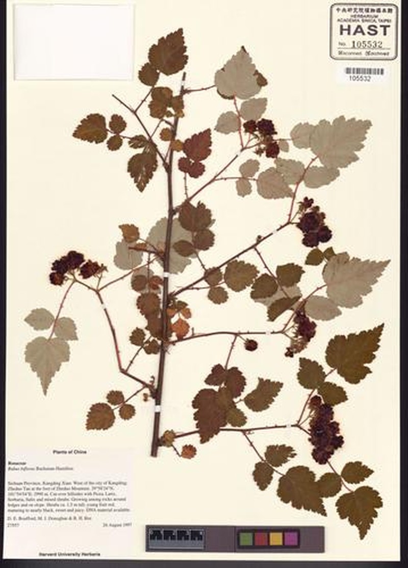Rubus biflorus var. biflorus photo 2
