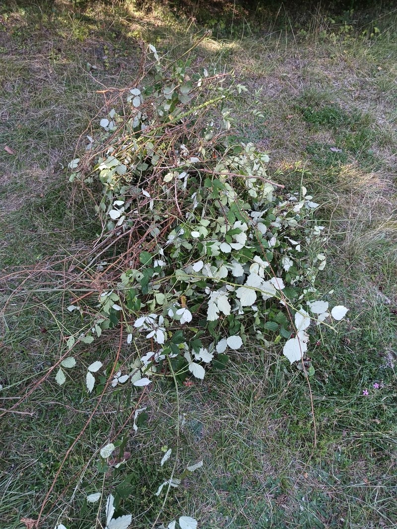 Himalayan Berry photo 3