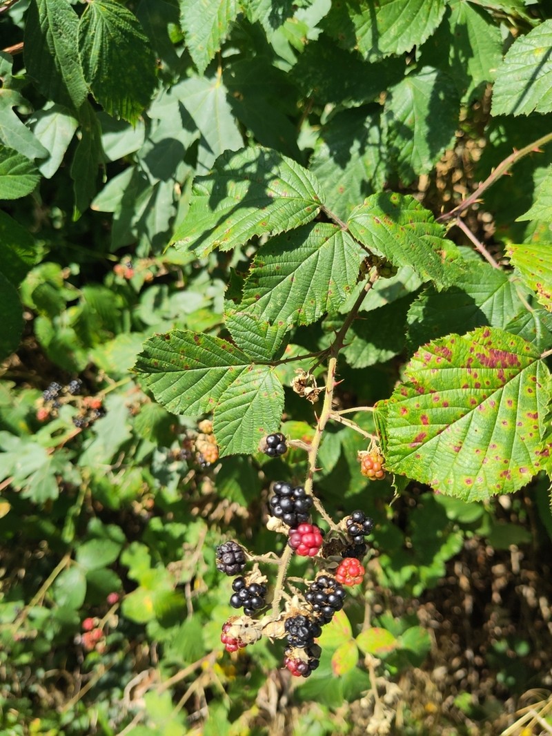 Himalayan Berry photo 4