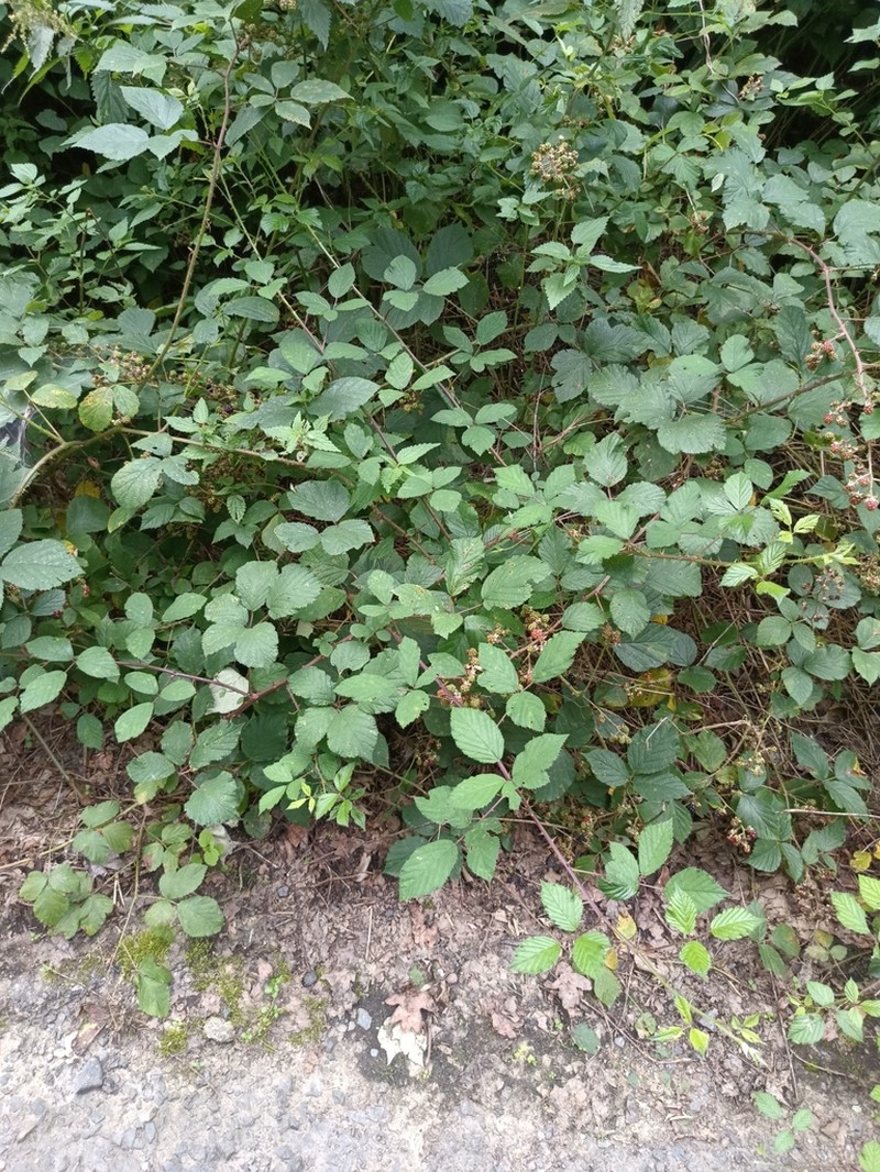 Himalayan Berry photo 5