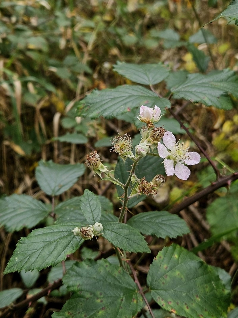 Himalayan Berry photo 6