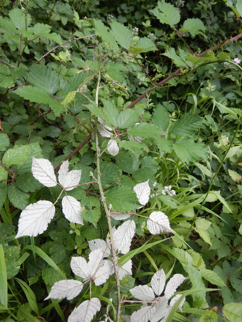 Himalayan Berry photo 7