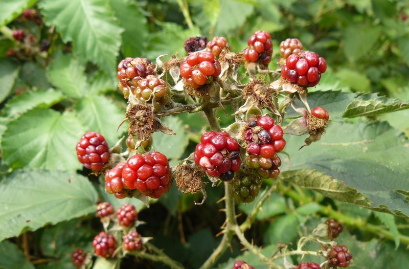 Himalayan Berry photo 4