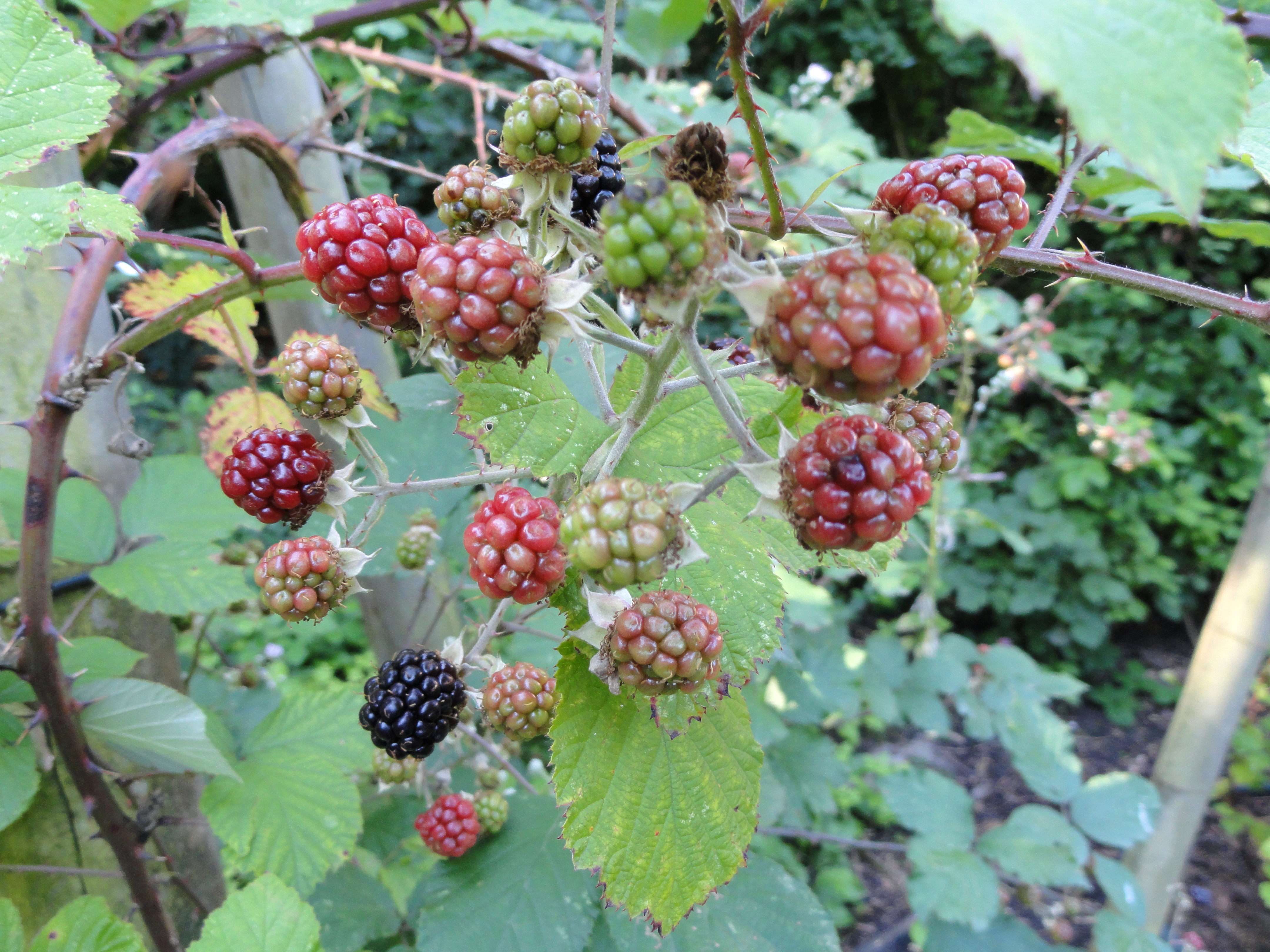 Himalayan Berry photo 6