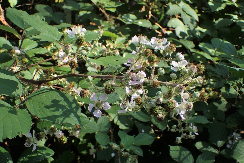 Himalayan Berry photo 2