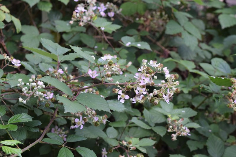 Himalayan Berry photo 7