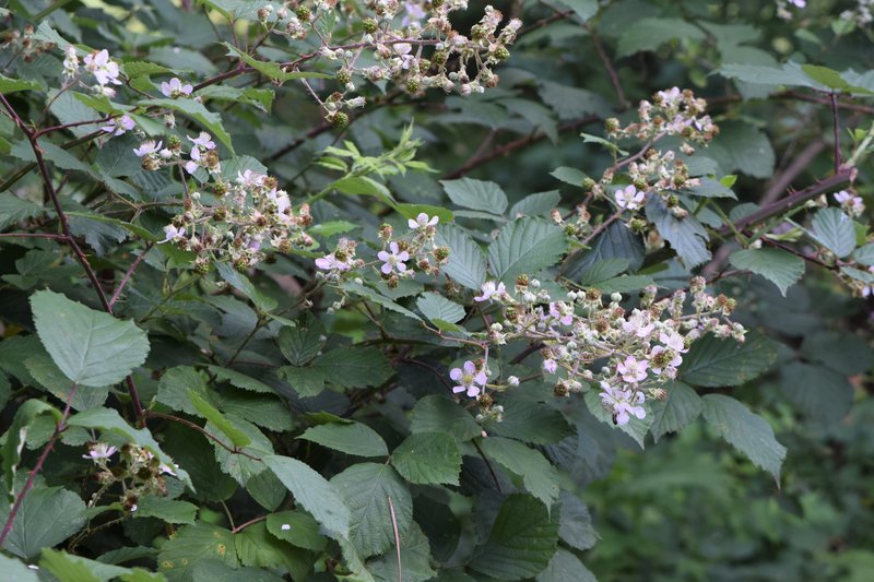 Himalayan Berry photo 8