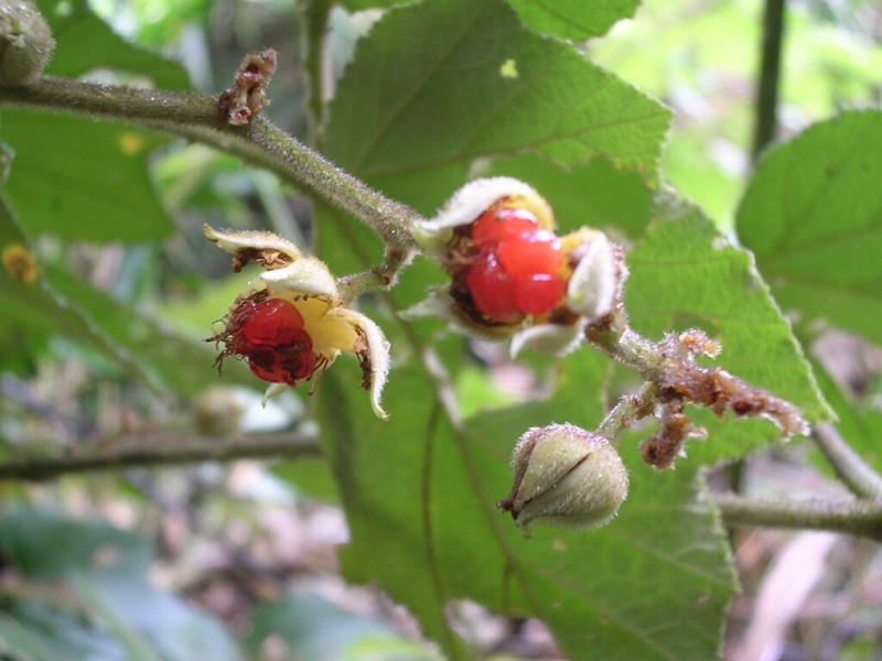 Rubus blepharoneurus photo 2