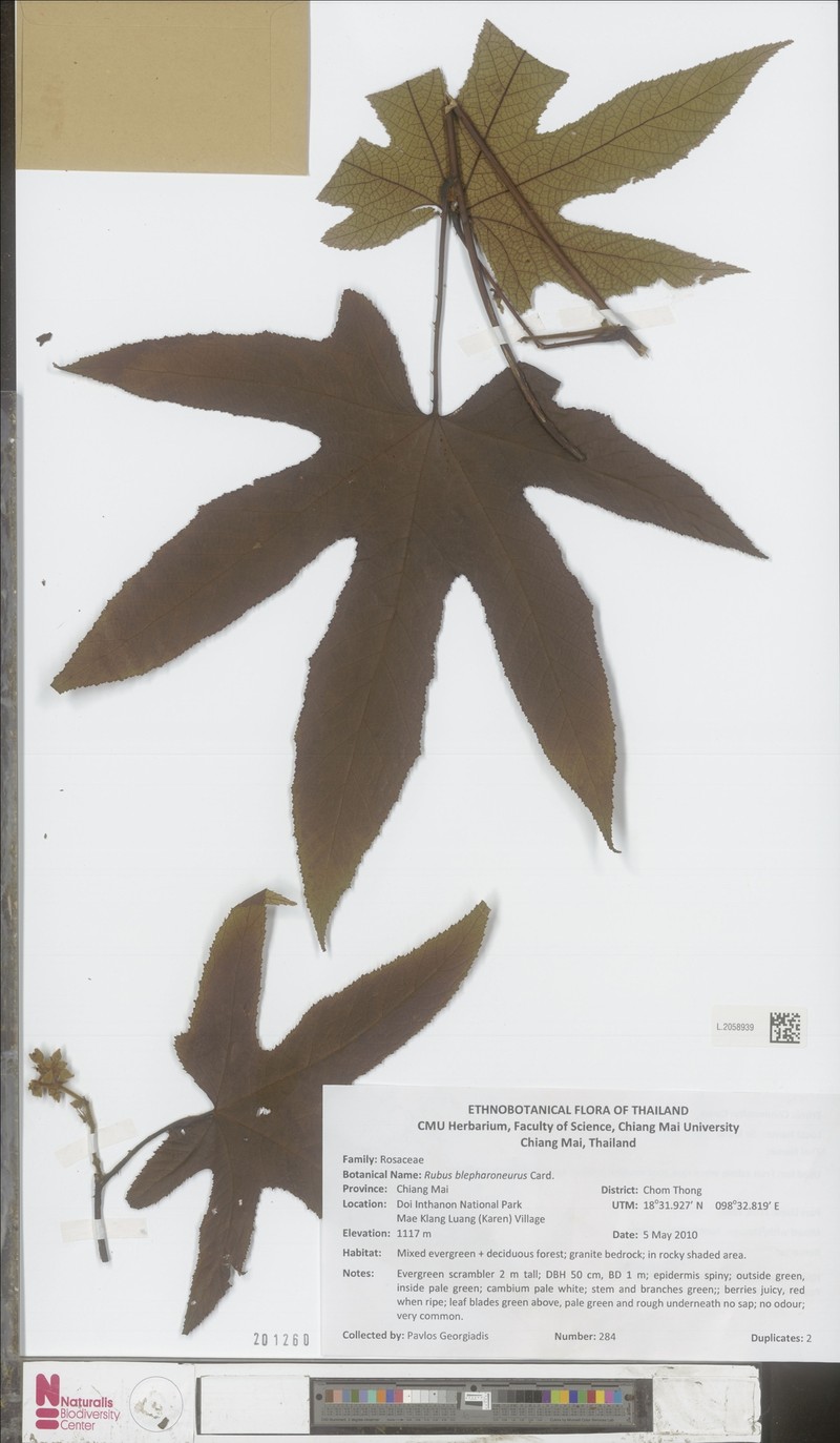 Rubus blepharoneurus photo 3