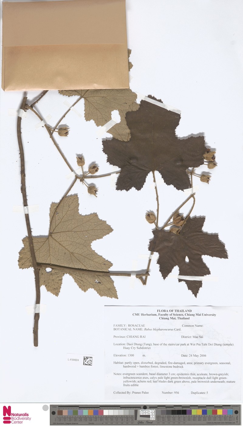 Rubus blepharoneurus photo 4