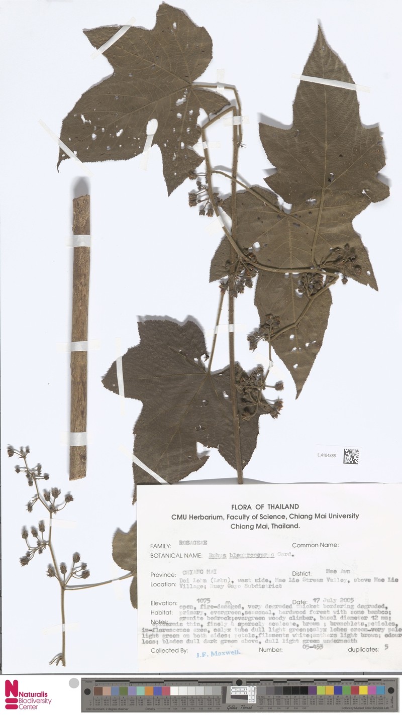 Rubus blepharoneurus photo 6