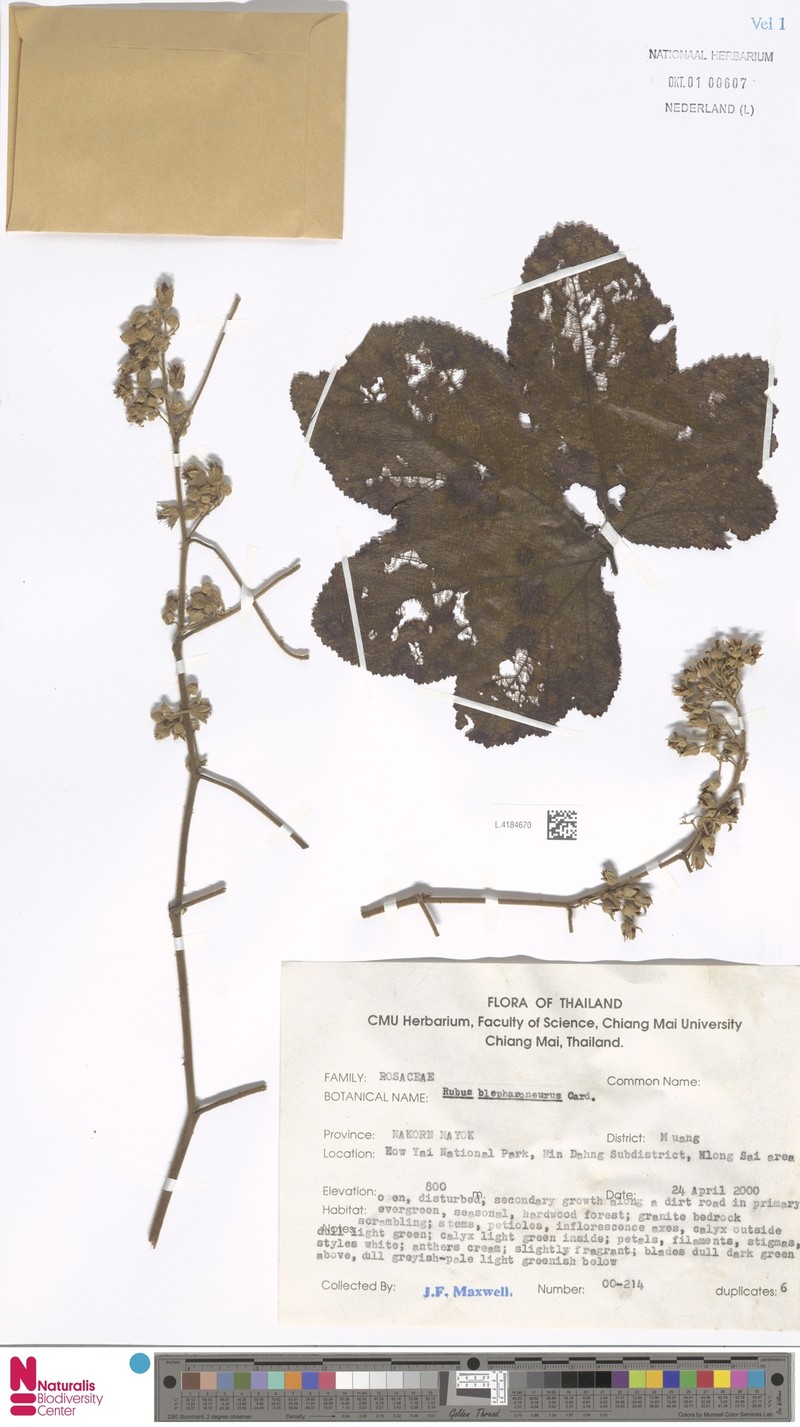 Rubus blepharoneurus photo 7
