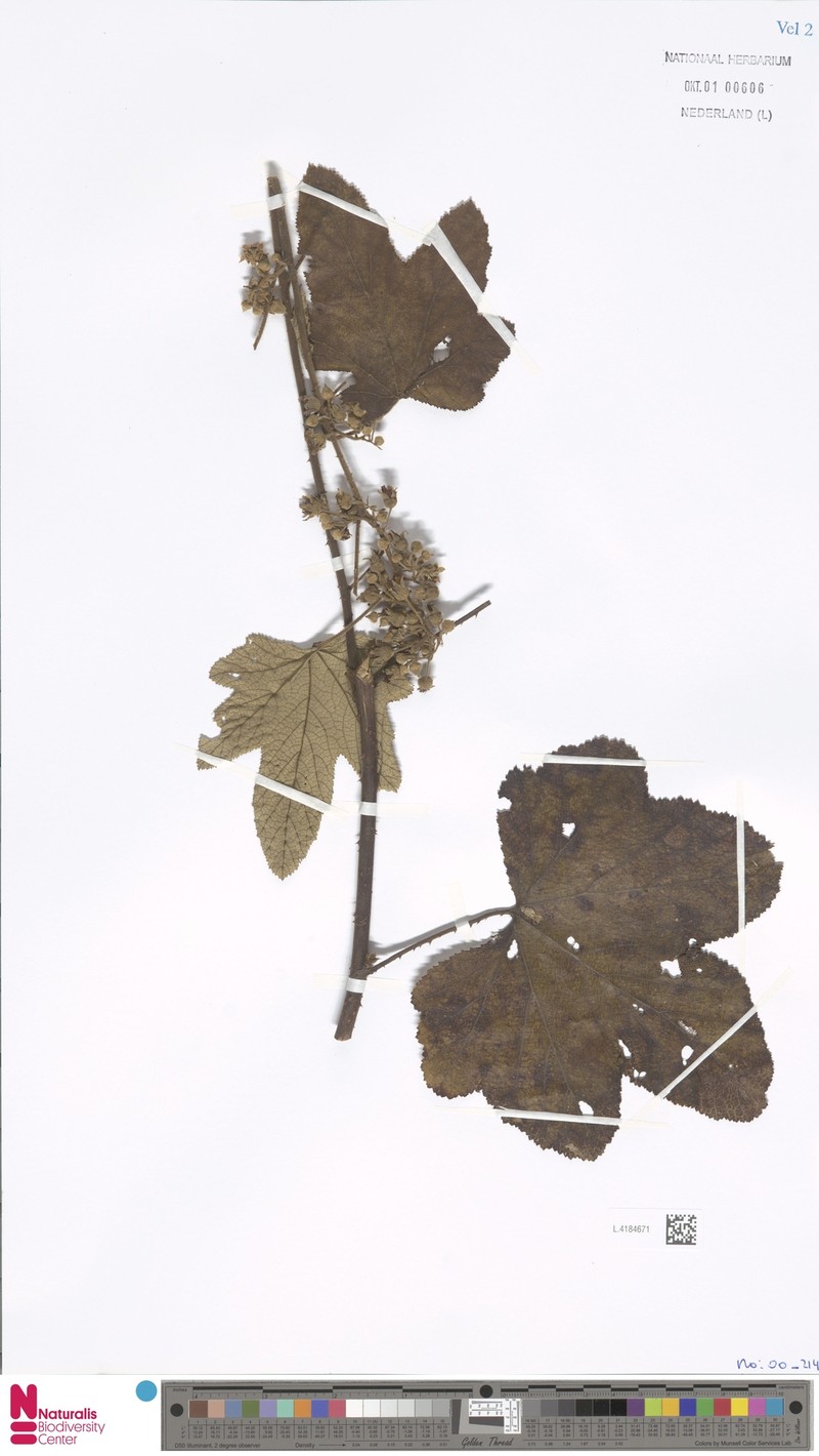 Rubus blepharoneurus photo 8