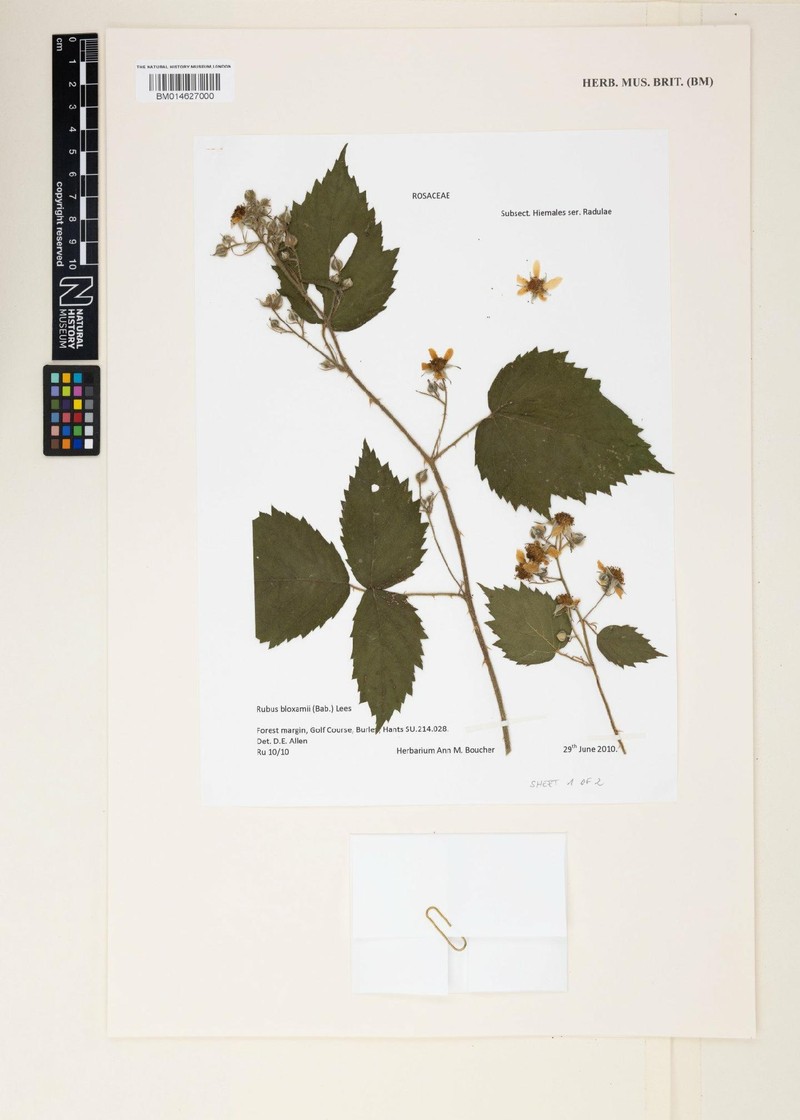Rubus bloxamii photo 2