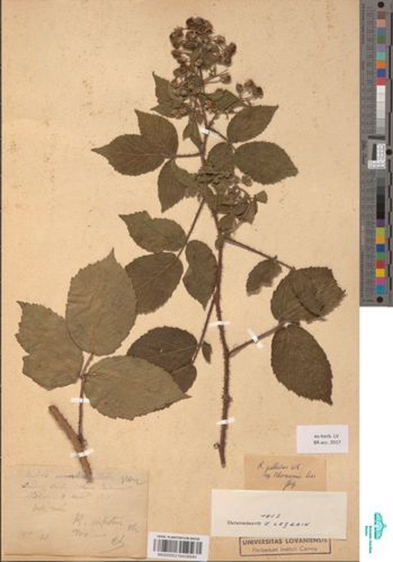 Rubus bloxamii photo 3